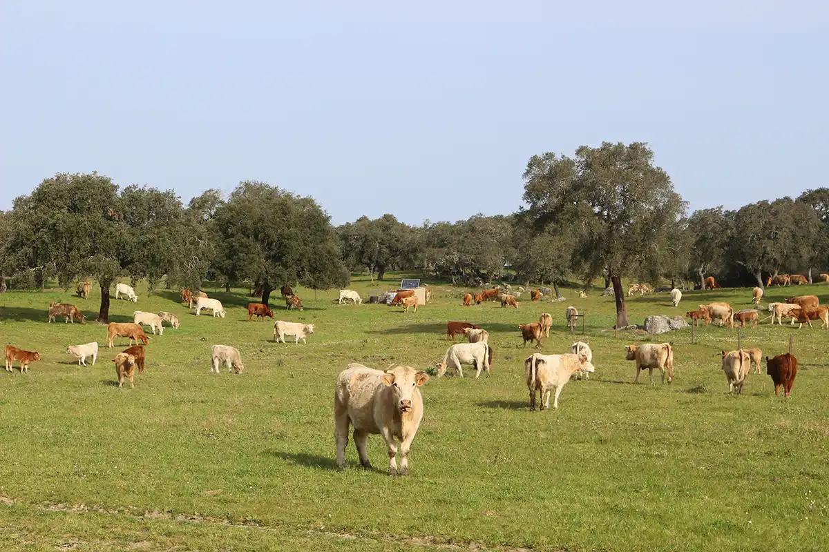 Tradiční silovpastevní systém Montado v Portugalsku